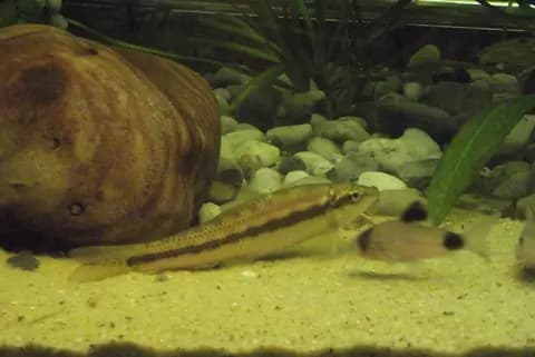 Çin yosun yiyicisi (Gyrinocheilus aymonieri)