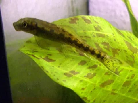 Çin yosun yiyicisi (Gyrinocheilus aymonieri)