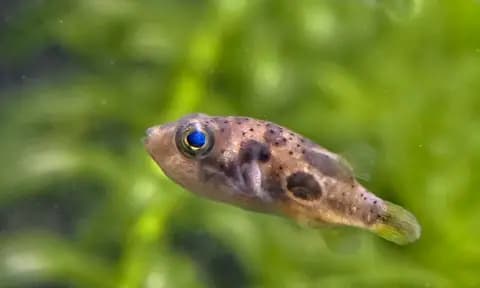 Cüce balon balığı (Carinotetraodon travancoricus)
