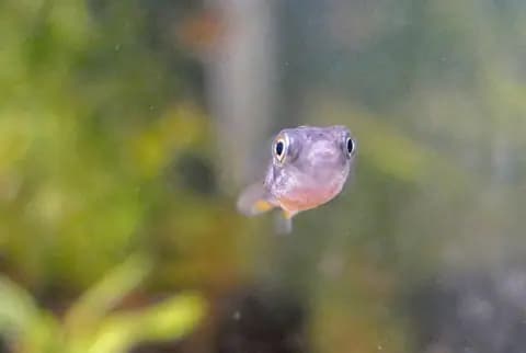Cüce balon balığı (Carinotetraodon travancoricus)