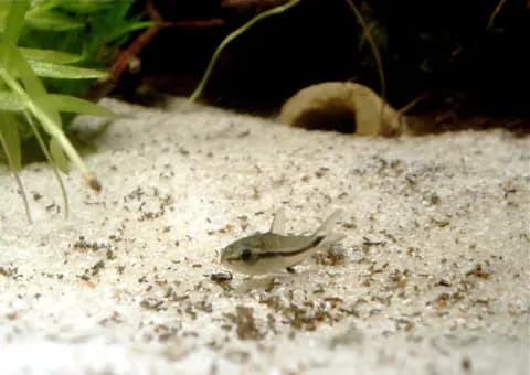 Cüce corydoras (Corydoras pygmaeus)