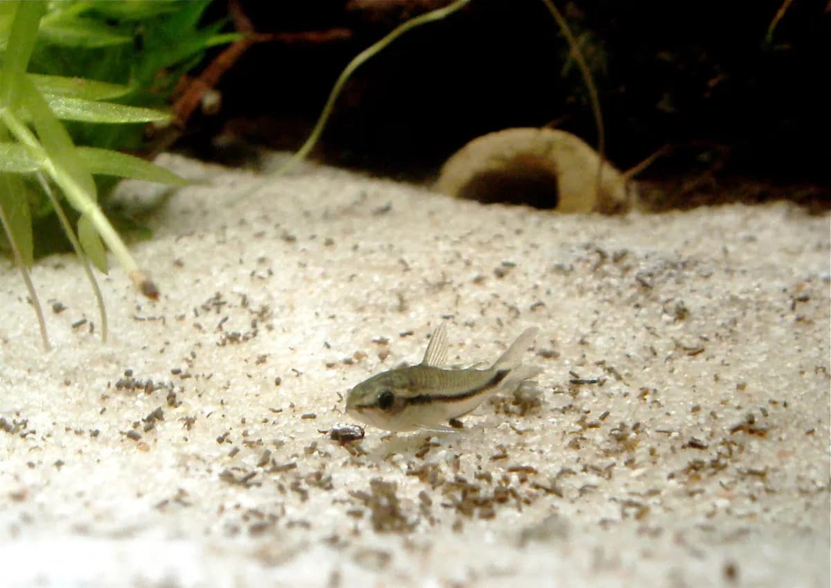 Cüce corydoras (Corydoras pygmaeus)