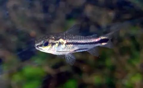 Cüce corydoras (Corydoras pygmaeus)