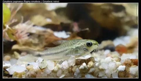 Cüce corydoras (Corydoras pygmaeus)