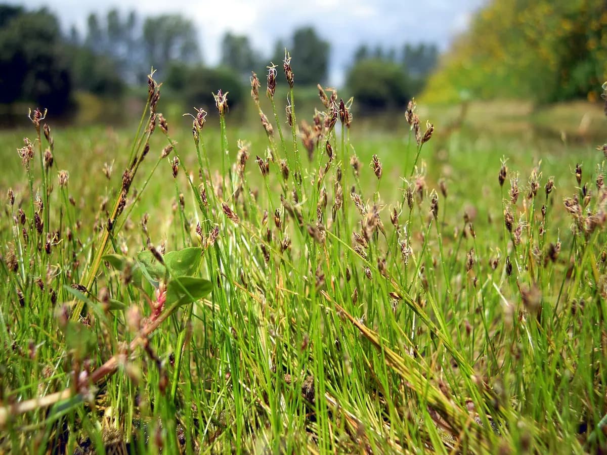 Cüce saç otu (Eleocharis acicularis)