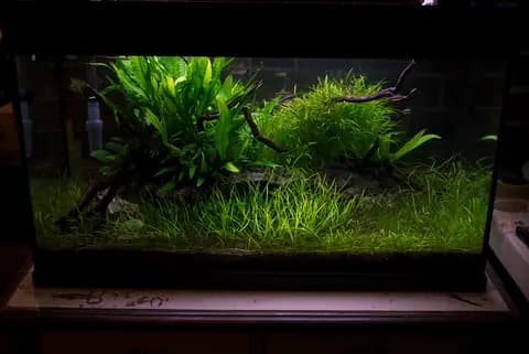 Cüce saç otu (Eleocharis acicularis)