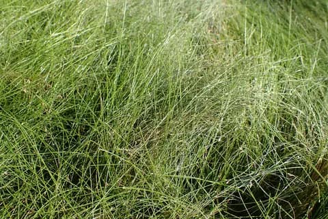 Cüce saç otu (Eleocharis acicularis)