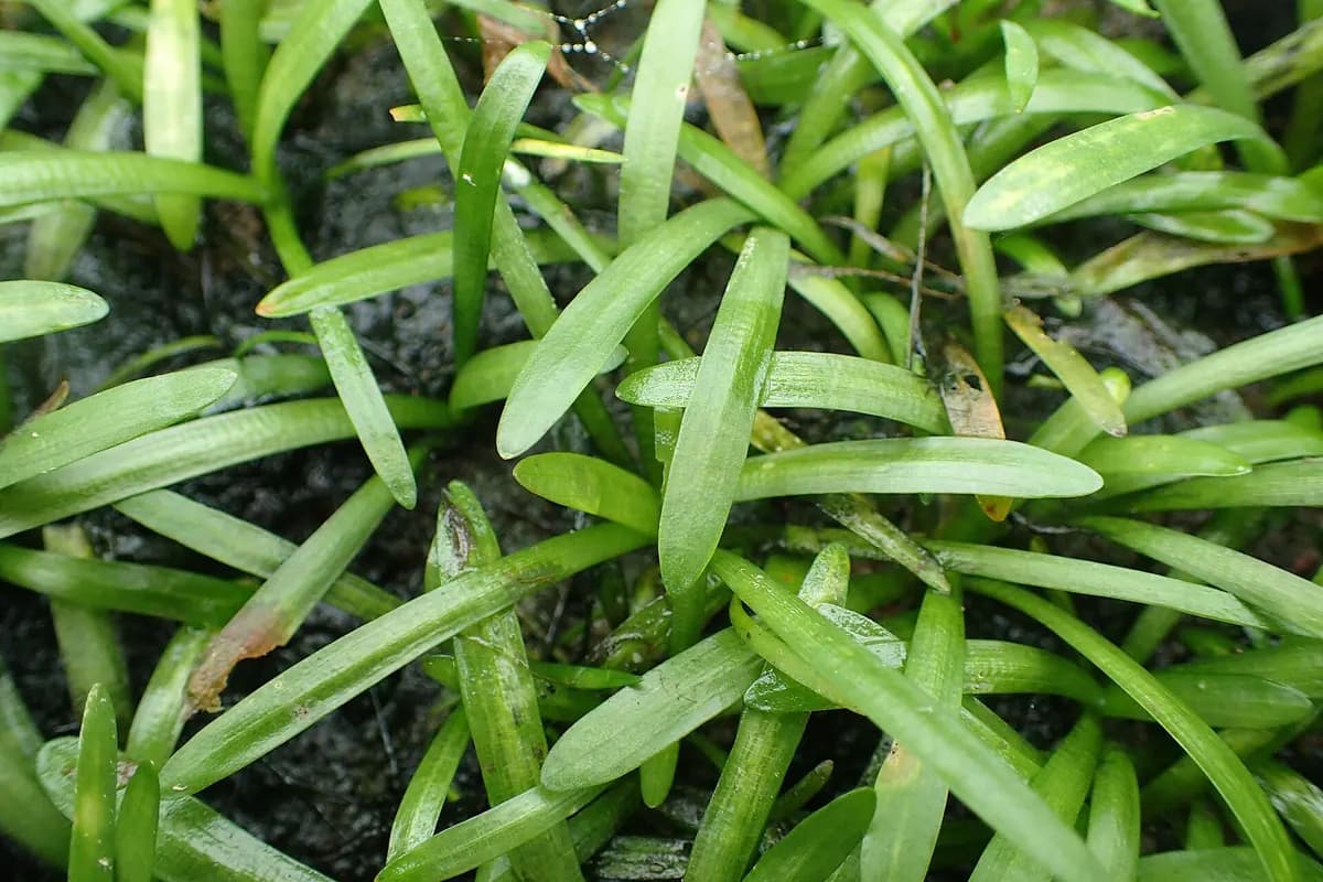 Cüce sagittaria (Sagittaria subulata)