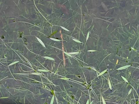 Cüce sagittaria (Sagittaria subulata)