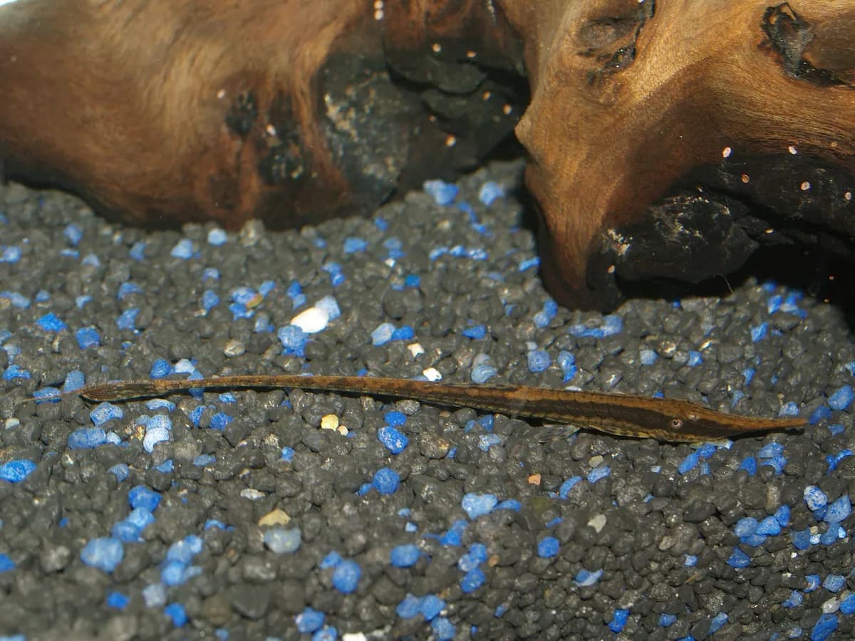 Dal vatozu (twig) (Farlowella vittata)