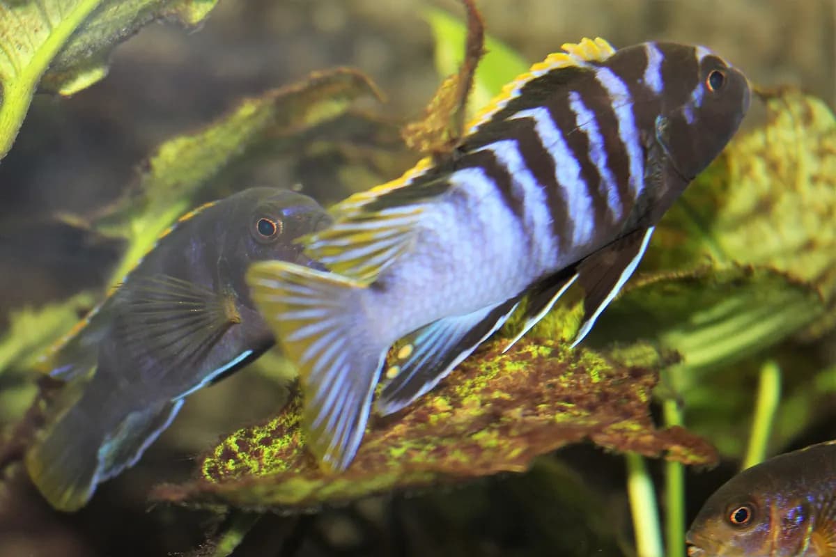 Demasoni (Chindongo demasoni)