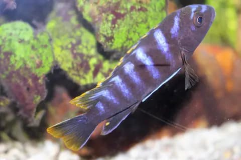 Demasoni (Chindongo demasoni)