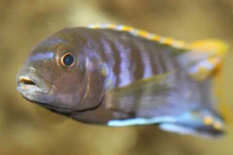 Demasoni (Chindongo demasoni)
