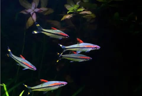 Denison barbus (Sahyadria denisonii)