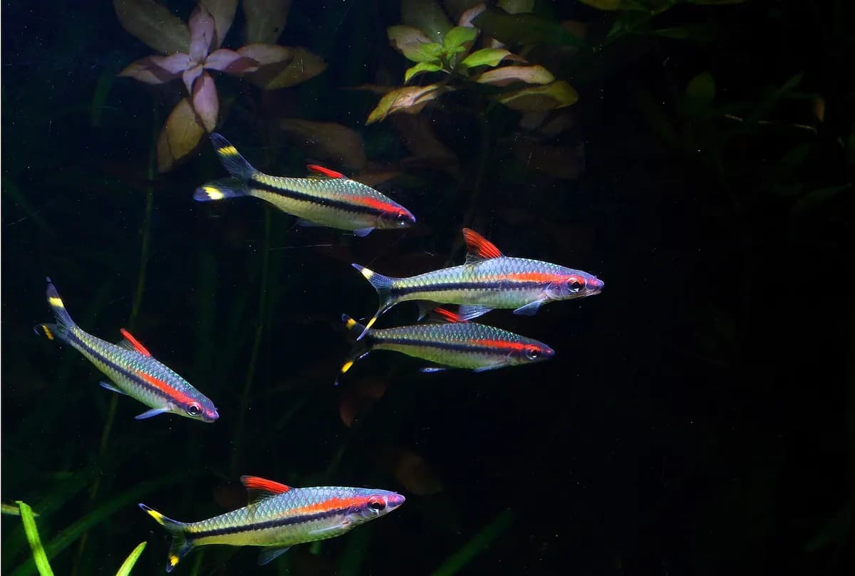Denison barbus (Sahyadria denisonii)