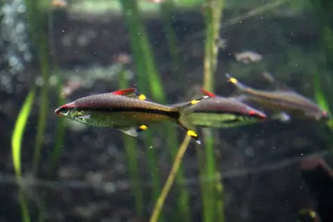 Denison barbus (Sahyadria denisonii)
