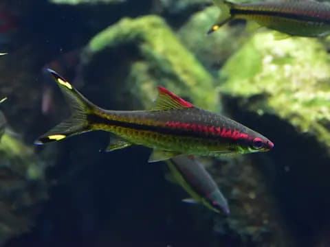 Denison barbus (Sahyadria denisonii)