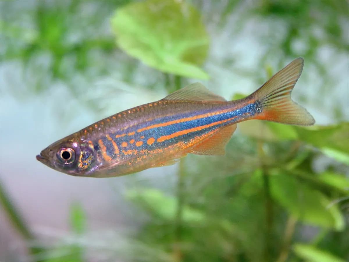 Dev danio (Devario aequipinnatus)