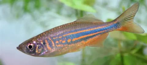 Dev danio (Devario aequipinnatus)
