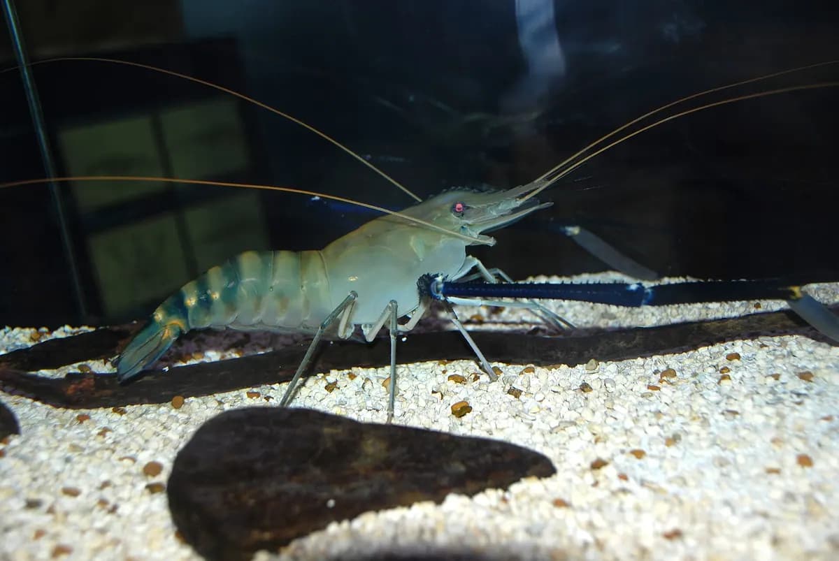 Dev tatlı su karidesi (Macrobrachium rosenbergii)