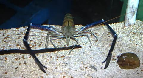 Dev tatlı su karidesi (Macrobrachium rosenbergii)