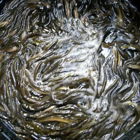 Dojo (hava tahmincisi) (Misgurnus anguillicaudatus)