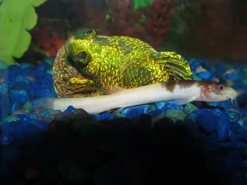 Dojo (hava tahmincisi) (Misgurnus anguillicaudatus)