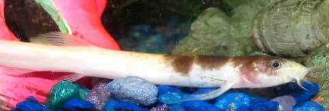 Dojo (Misgurnus anguillicaudatus)
