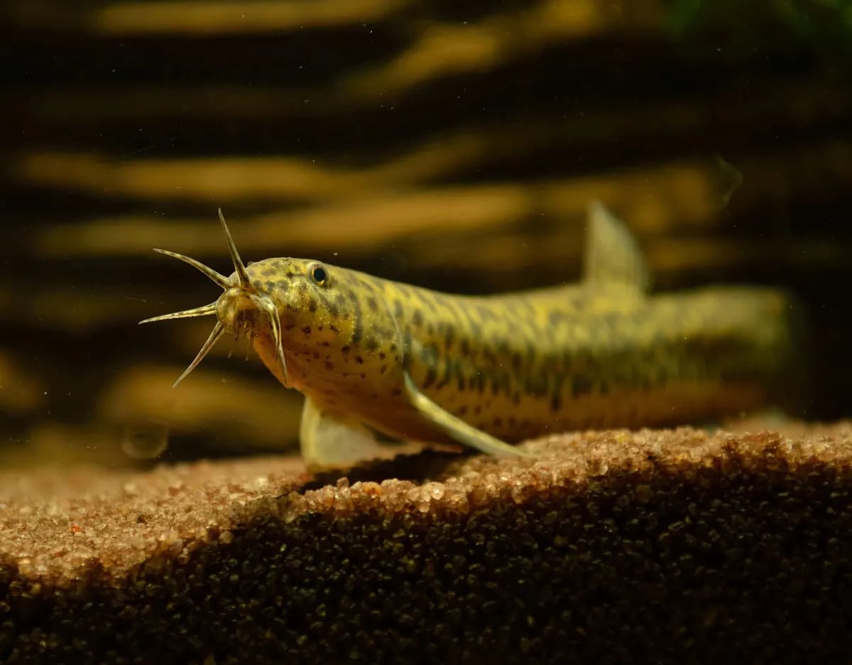 Dojo (Misgurnus anguillicaudatus)