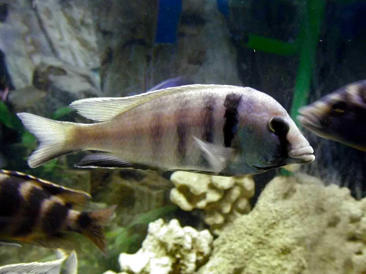 Elektra ciklet (Placidochromis electra)