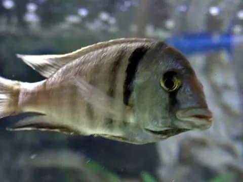 Elektra ciklet (Placidochromis electra)