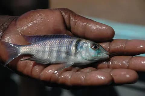 Elektra ciklet (Placidochromis electra)