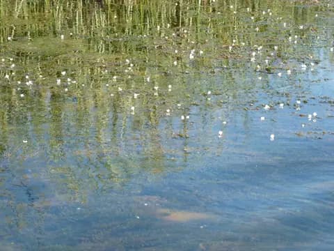 Elodea (Egeria) (Egeria densa)