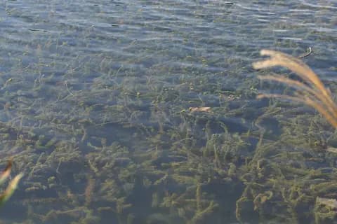 Elodea (Egeria) (Egeria densa)