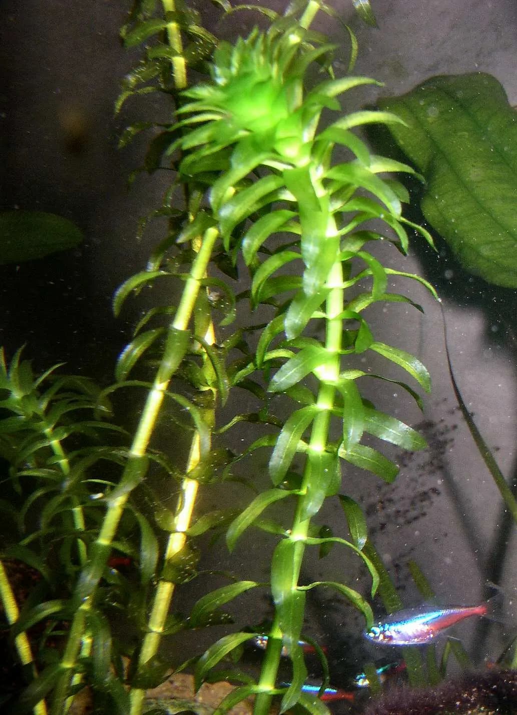 Elodea (Egeria densa)