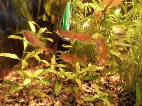 Ember tetra (Hyphessobrycon amandae)