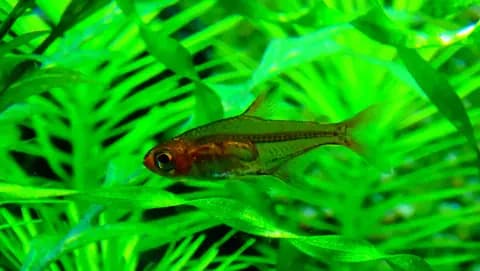 Ember tetra (Hyphessobrycon amandae)