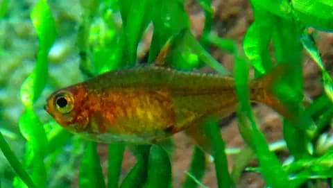 Ember tetra (Hyphessobrycon amandae)