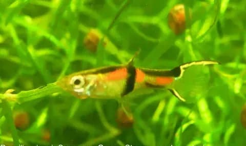 Endler lepistesi (Poecilia wingei)