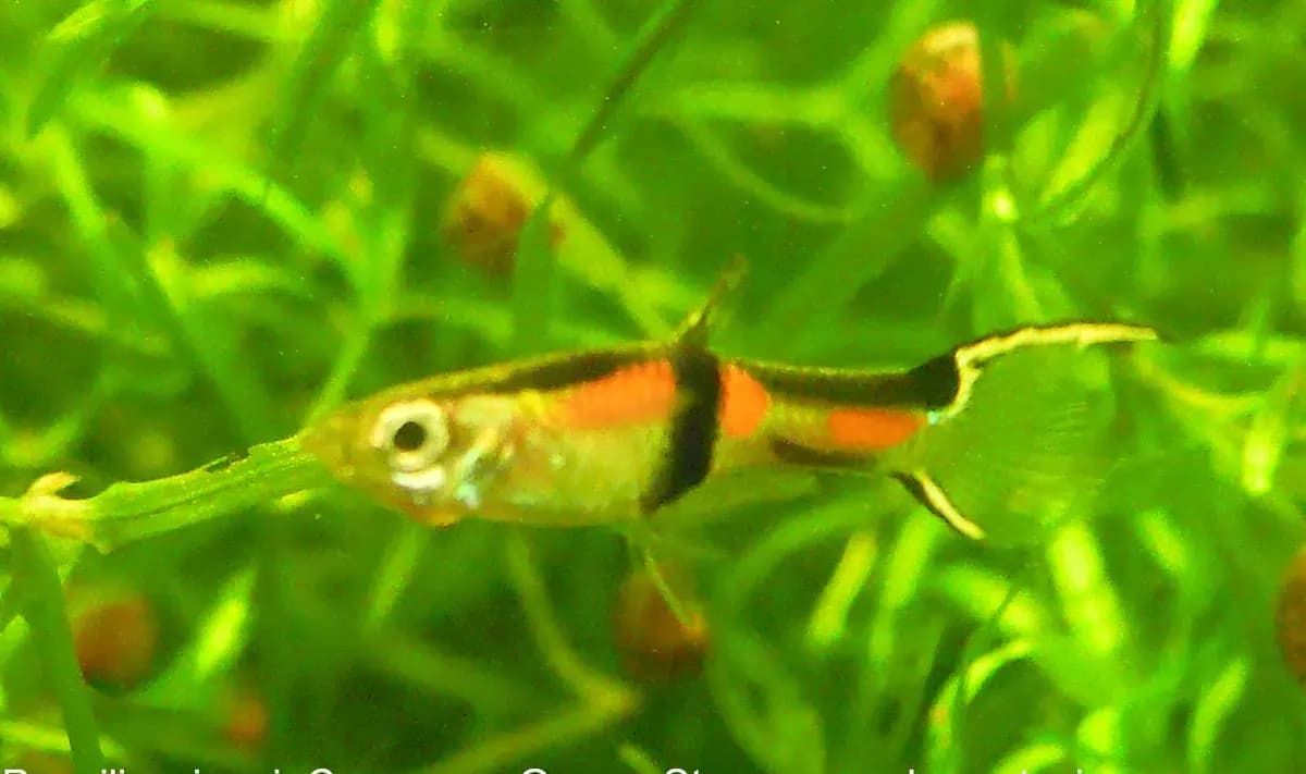 Endler lepistesi (Poecilia wingei)