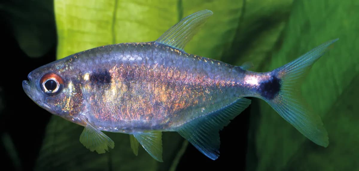Fener tetra (Hemigrammus ocellifer)