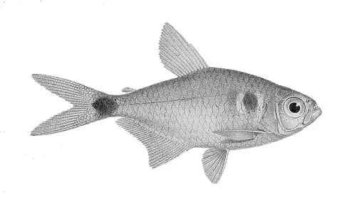Fener tetra (Hemigrammus ocellifer)