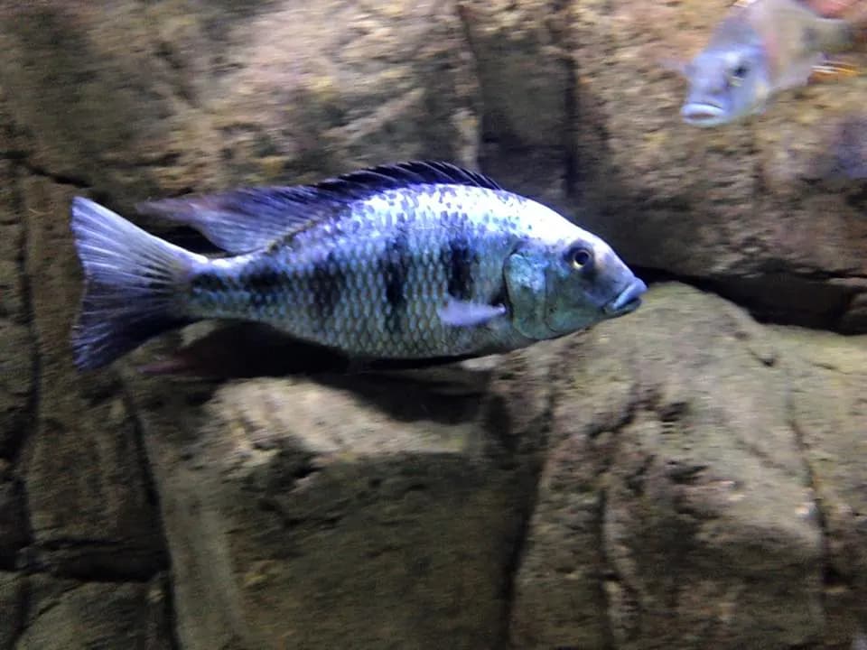 Fossorochromis (Fossorochromis rostratus)