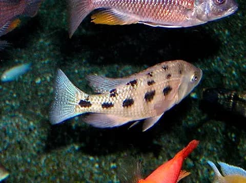 Fossorochromis (Fossorochromis rostratus)