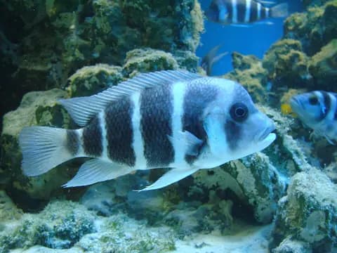 Frontoza (Cyphotilapia frontosa)