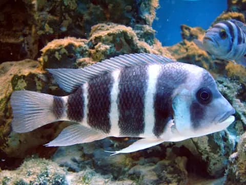 Frontoza (Cyphotilapia frontosa)