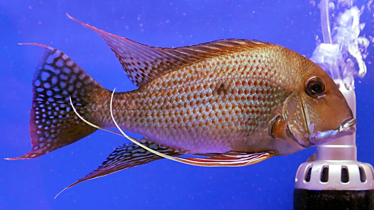 Geophagus (surinamensis) (Geophagus surinamensis)