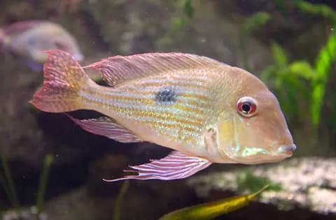 Geophagus (surinamensis) (Geophagus surinamensis)
