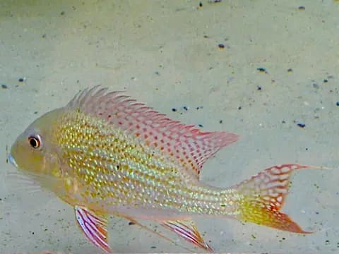 Geophagus (surinamensis) (Geophagus surinamensis)