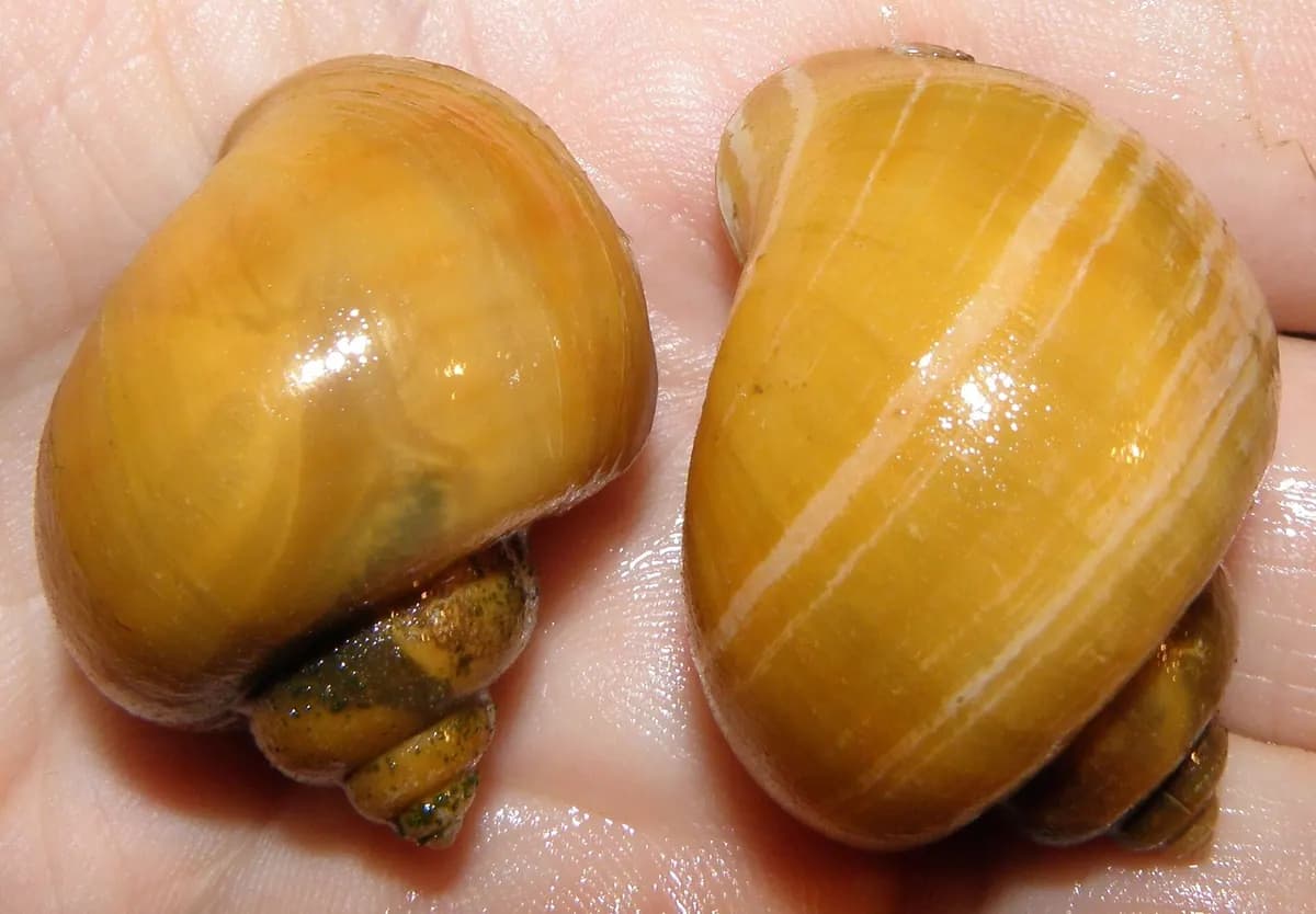 Gizemli salyangoz (elma) (Pomacea diffusa)